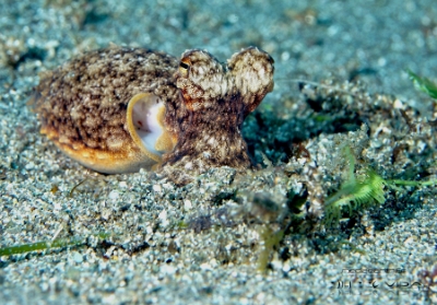 Philippines 2023 - Anilao - DSC06485 Coconut or veined octopus  Poulpe veine  Amphioctopus marginatus
